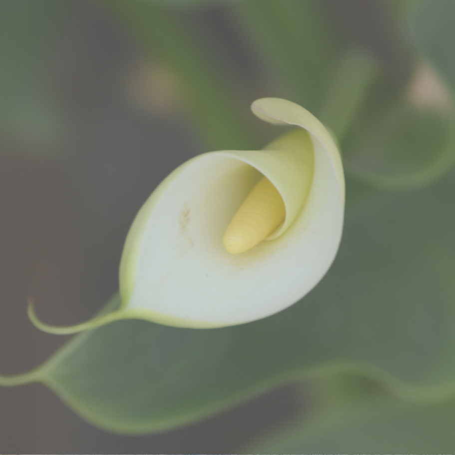 Blume Marita Rings Kleer Trauerrednerin Blume Marita Rings Kleer Trauerrednerin